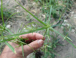 Imagem de Cyperus zollingeri Steud.