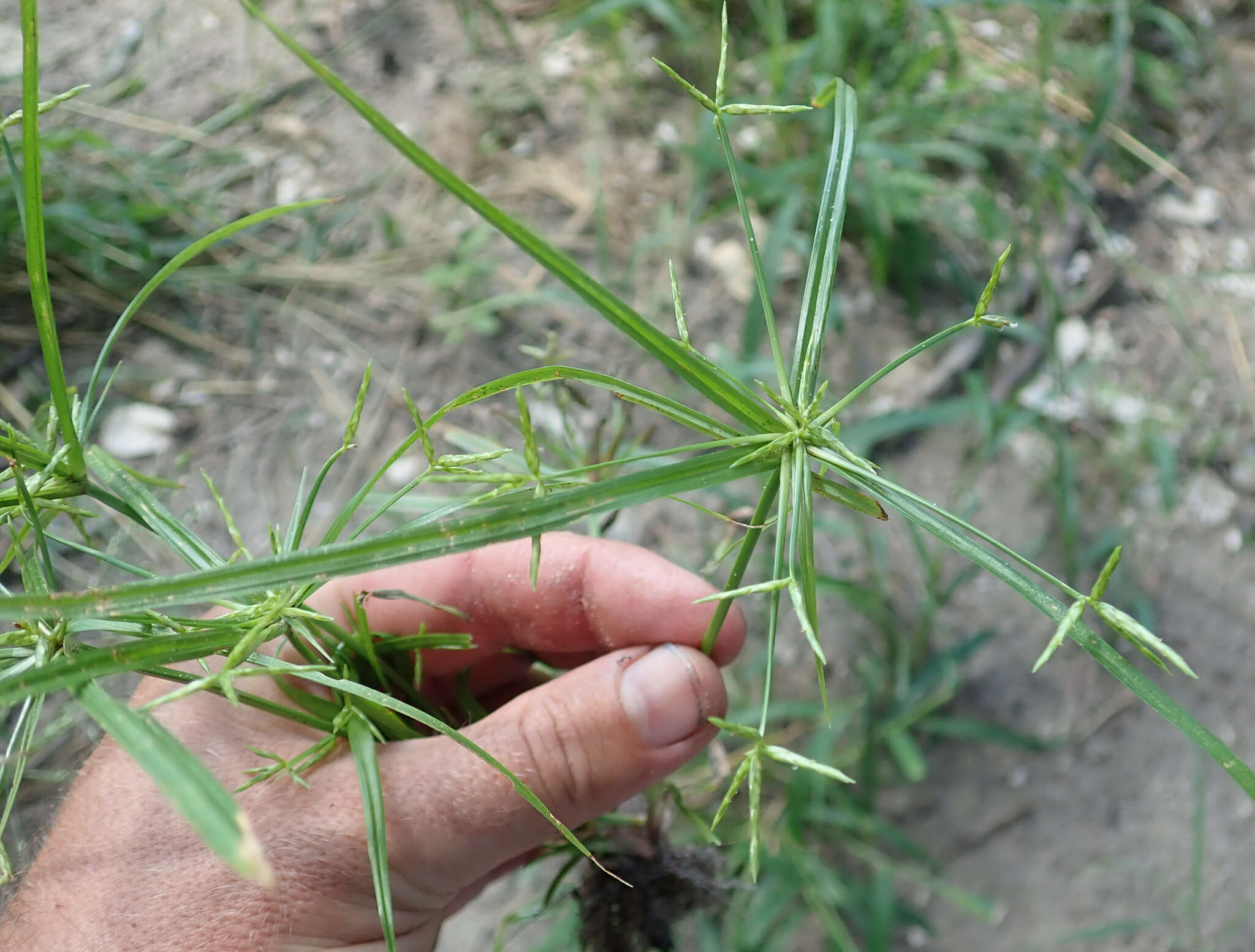 Imagem de Cyperus zollingeri Steud.