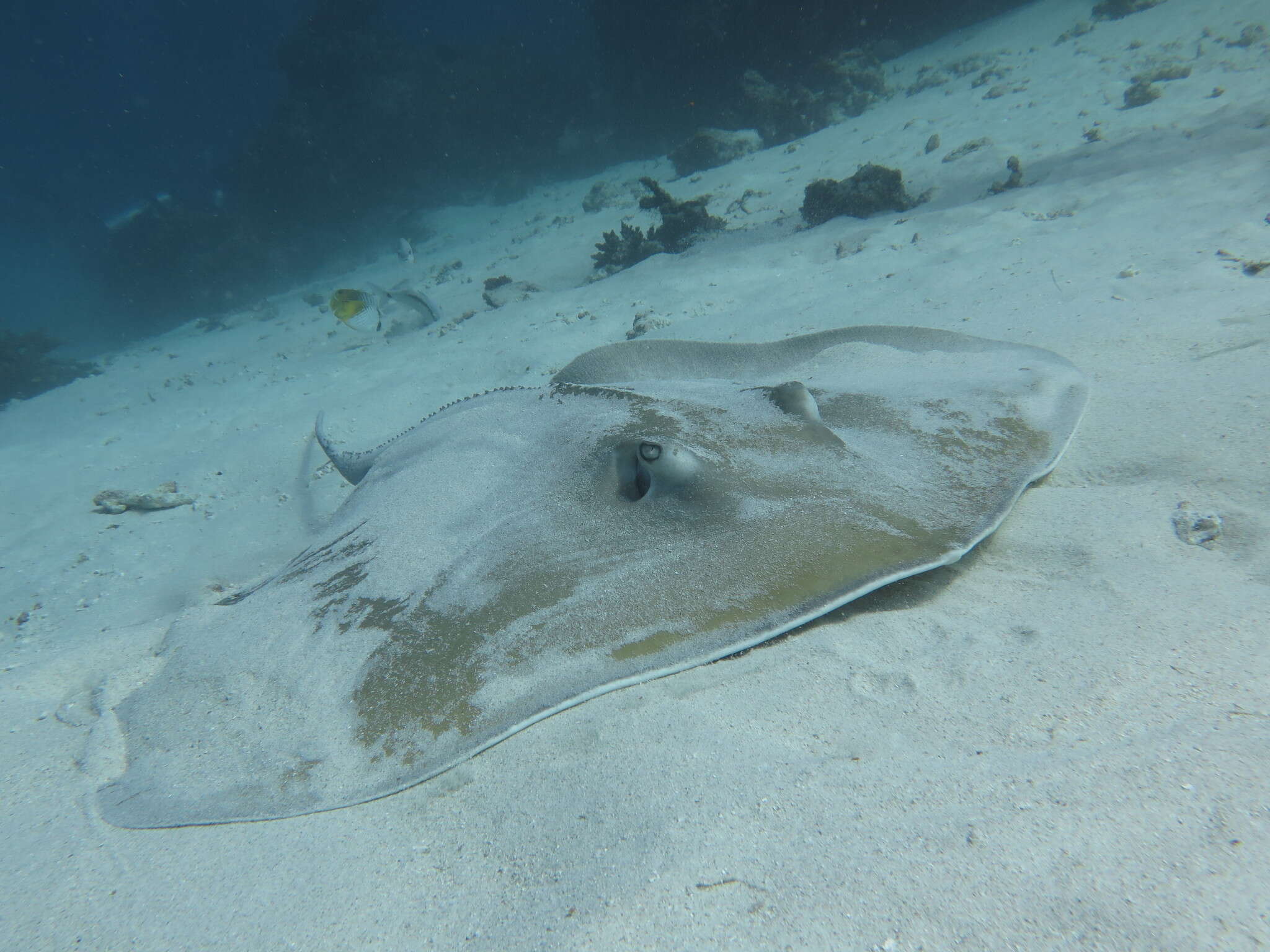 Image of Jenkins' Whipray