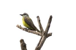 Image of Tropical Kingbird