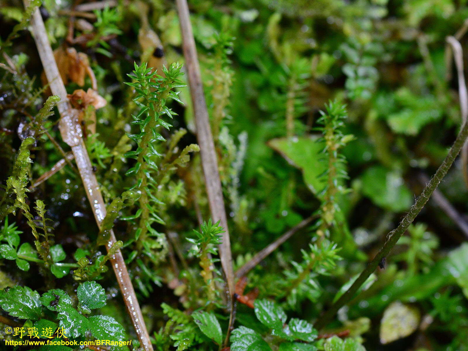 Image of Oriental clubmoss