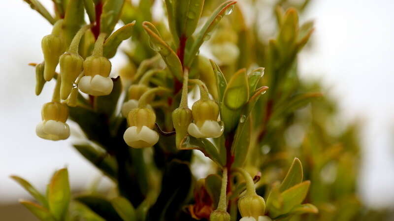 Imagem de Diospyros glabra (L.) De Winter