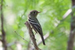 Image of Yellow-bellied Flycatcher