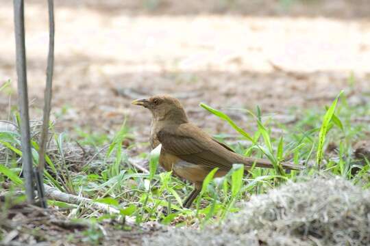 Image of Clay-colored Robin