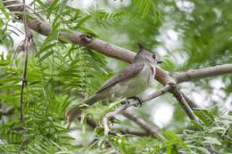 Image of chickadees and titmice