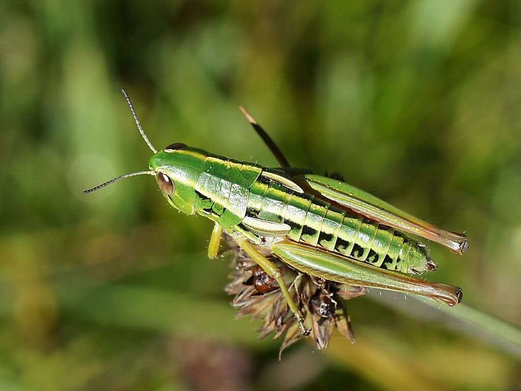 Kosciuscola usitatus Rehn & J. A. G. 1957的圖片