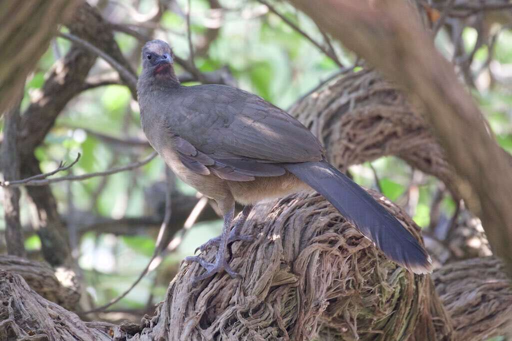 Image de Ortalide chacamel