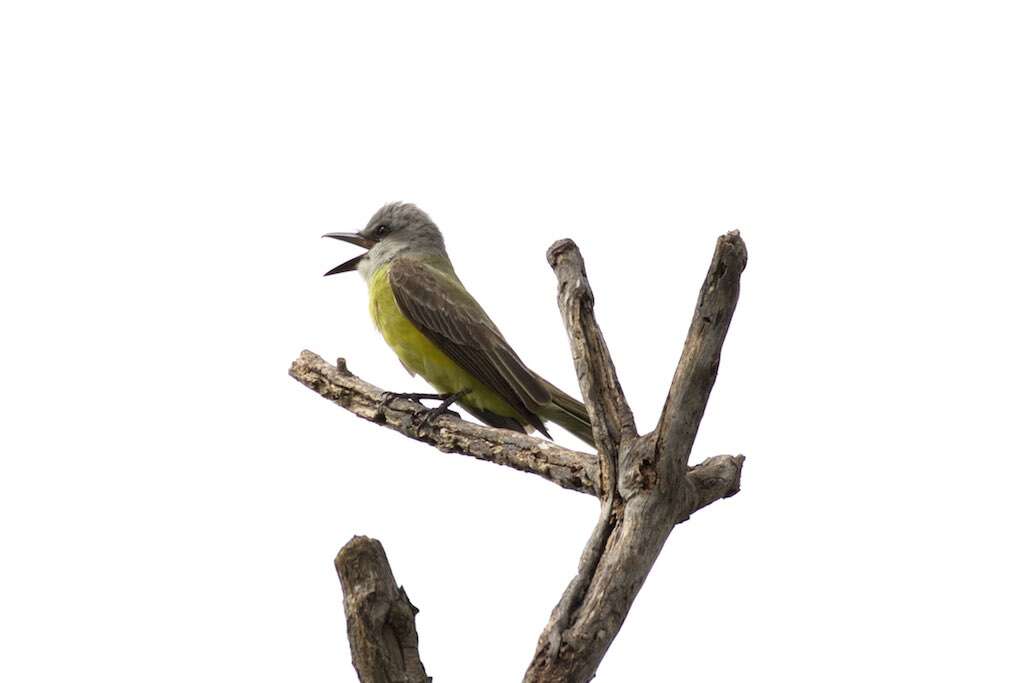 Image of Tropical Kingbird