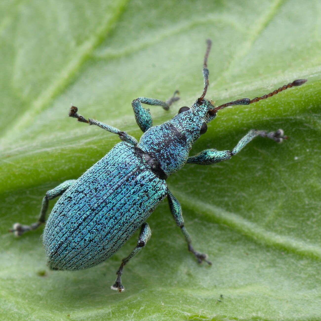 Plancia ëd Phyllobius (Pterygorrhynchus) maculicornis Germar 1824