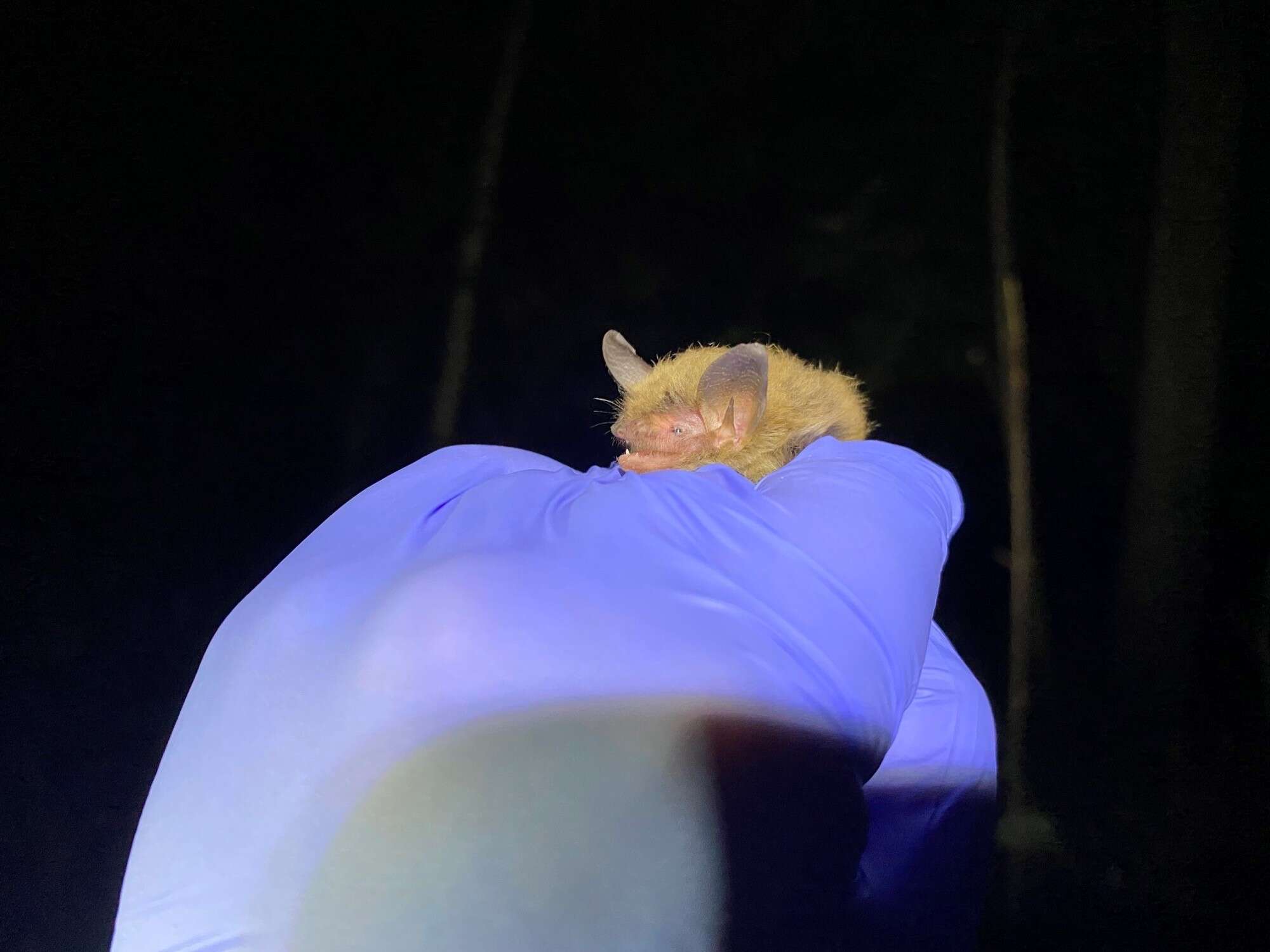 Image of Northern Long-Eared Bat