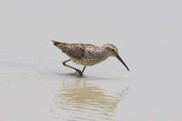 Image of Stilt Sandpiper