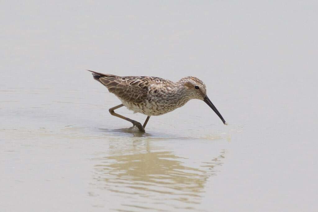 Image of Stilt Sandpiper