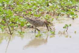 Image of Stilt Sandpiper