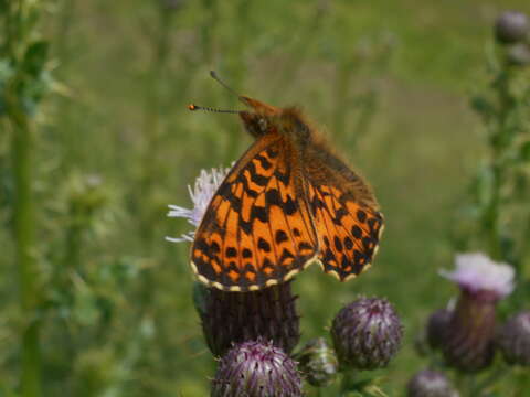 Plancia ëd <i>Boloria titania</i>