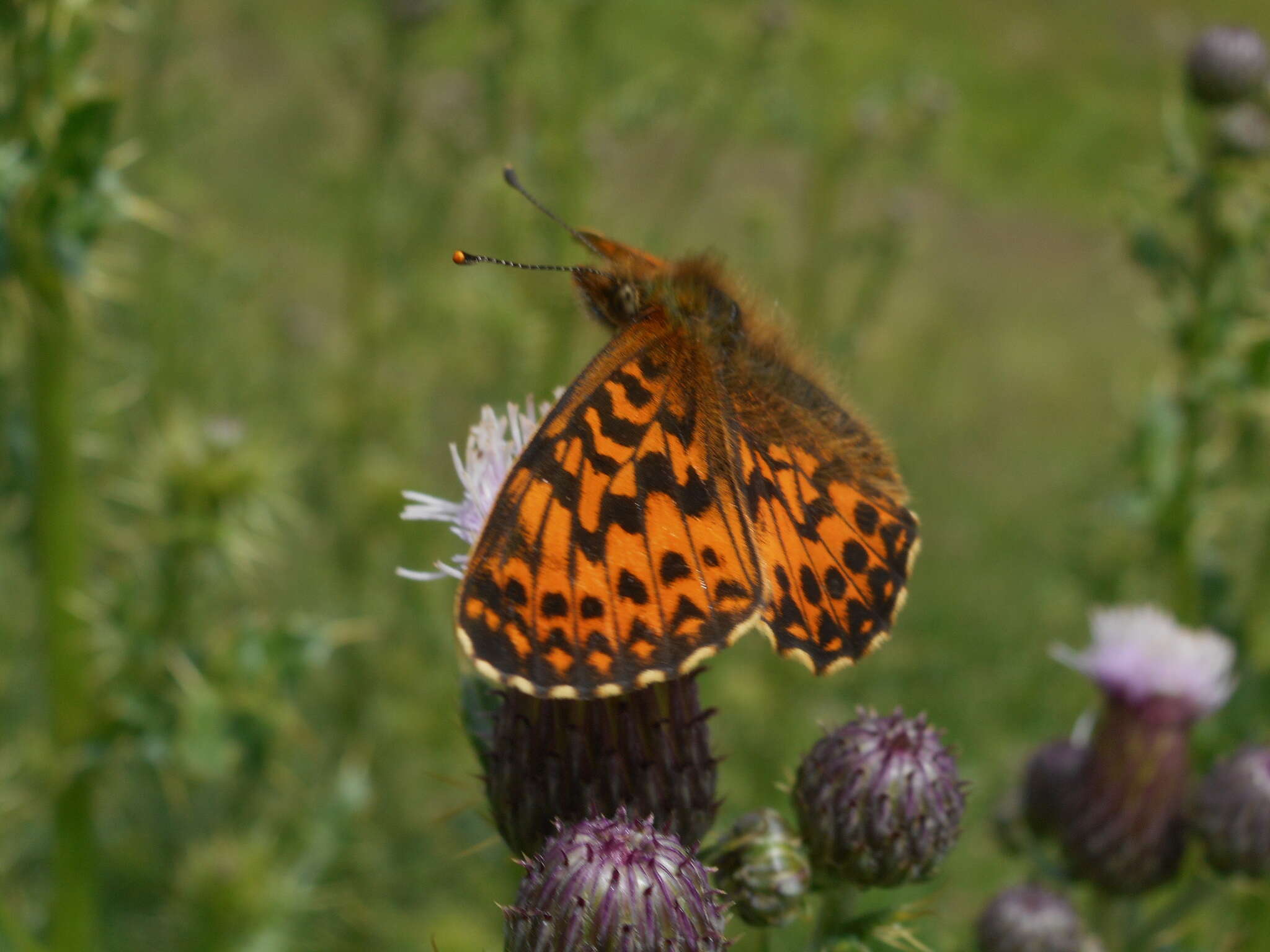 Imagem de <i>Boloria titania</i>