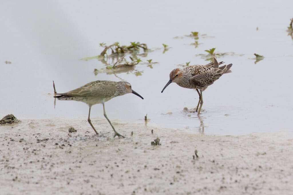 Image of Stilt Sandpiper