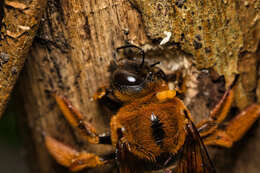 Image of Xylocopa ruficeps Friese 1910