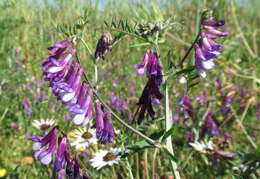 Vicia eriocarpa的圖片