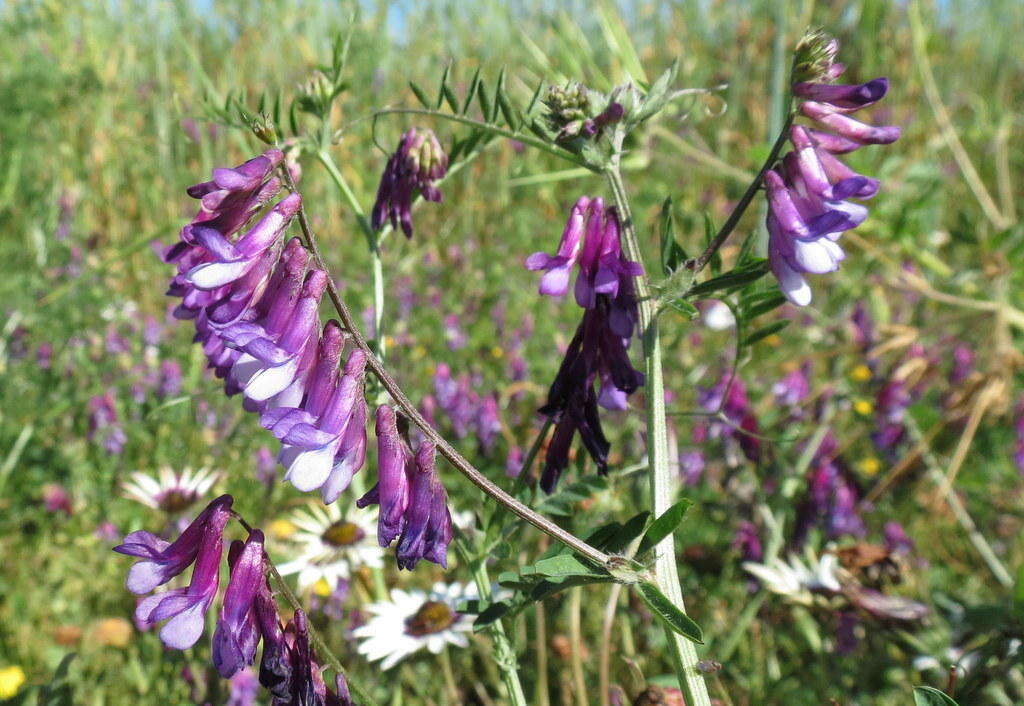 Plancia ëd Vicia eriocarpa