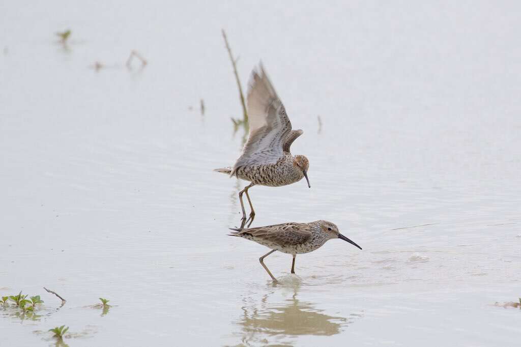 Image of Stilt Sandpiper