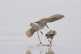 Image of Stilt Sandpiper