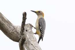 Image of Golden-fronted Woodpecker