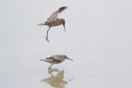 Image of Stilt Sandpiper