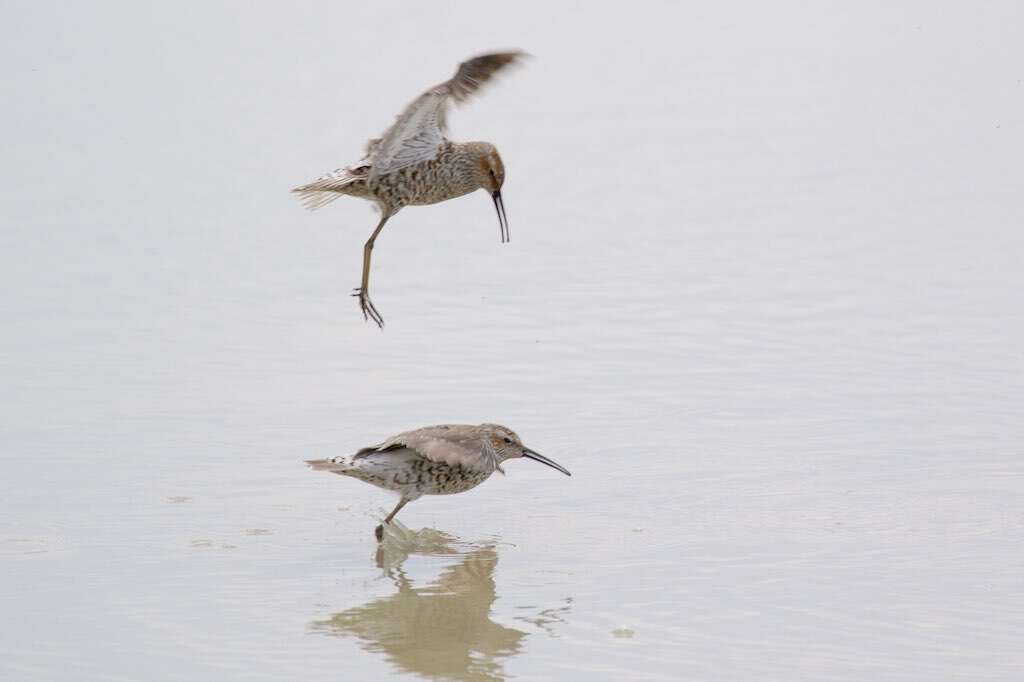 Image of Stilt Sandpiper