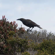 Image of Black Currawong