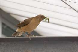 Image of Clay-colored Robin