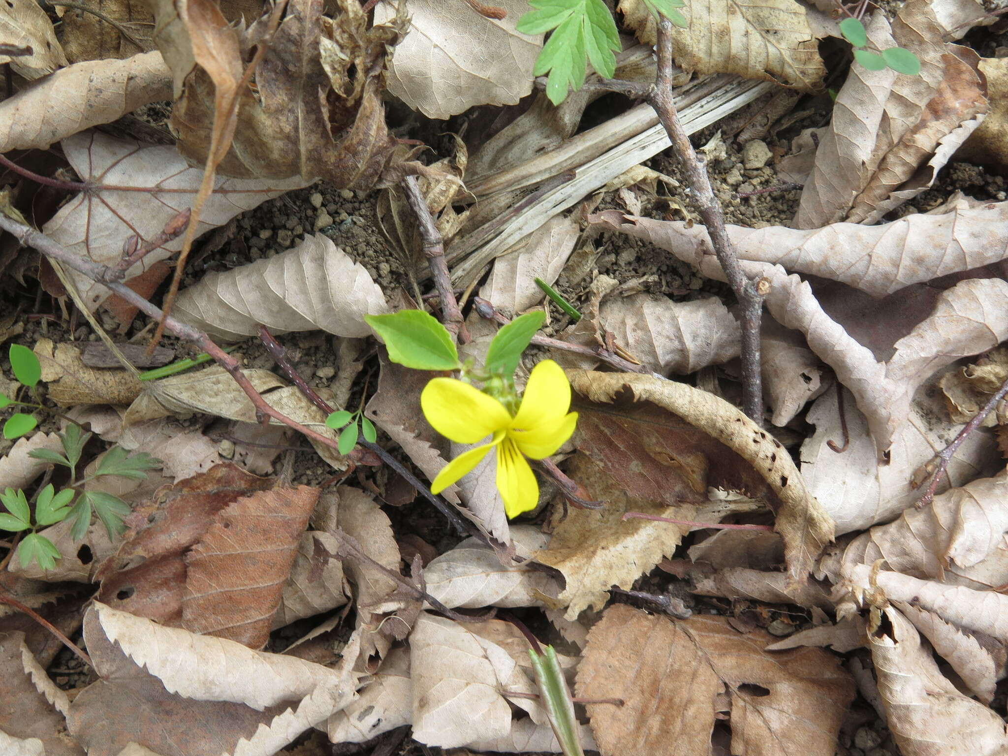 Sivun Viola orientalis (Maxim.) W. Beck. kuva