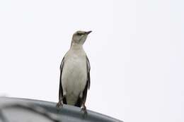 Image of Northern Mockingbird