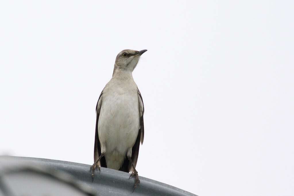 Image of Northern Mockingbird