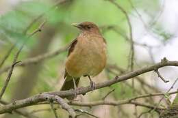 Image of Clay-colored Robin