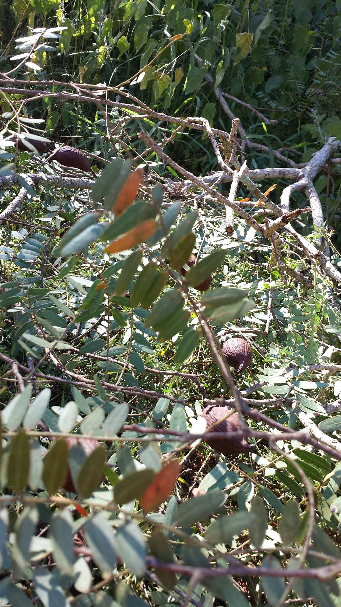 Image of Dupuya madagascariensis