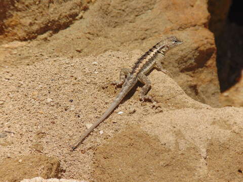 Image of Knobbed Pacific Iguana