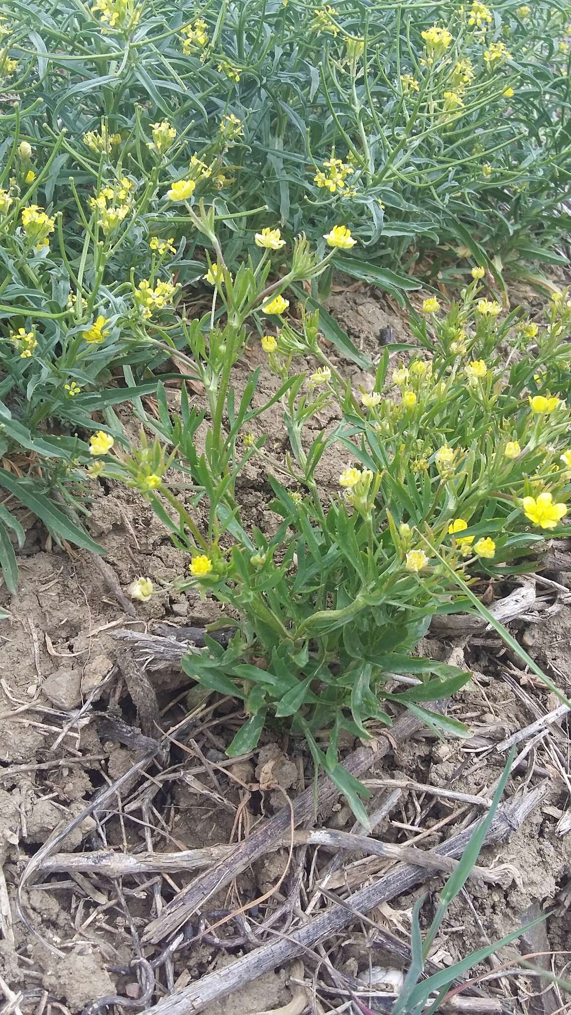 Image of corn buttercup