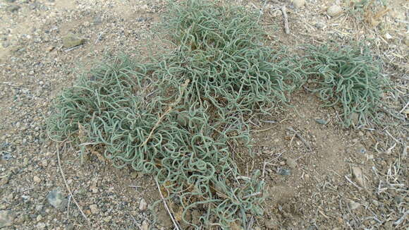 Image of Ephedra przewalskii Stapf