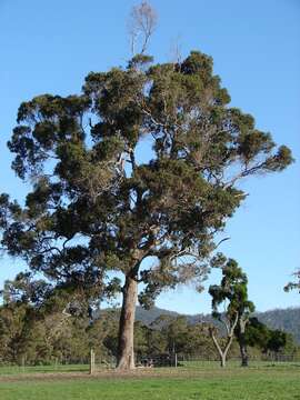 Image of redgum