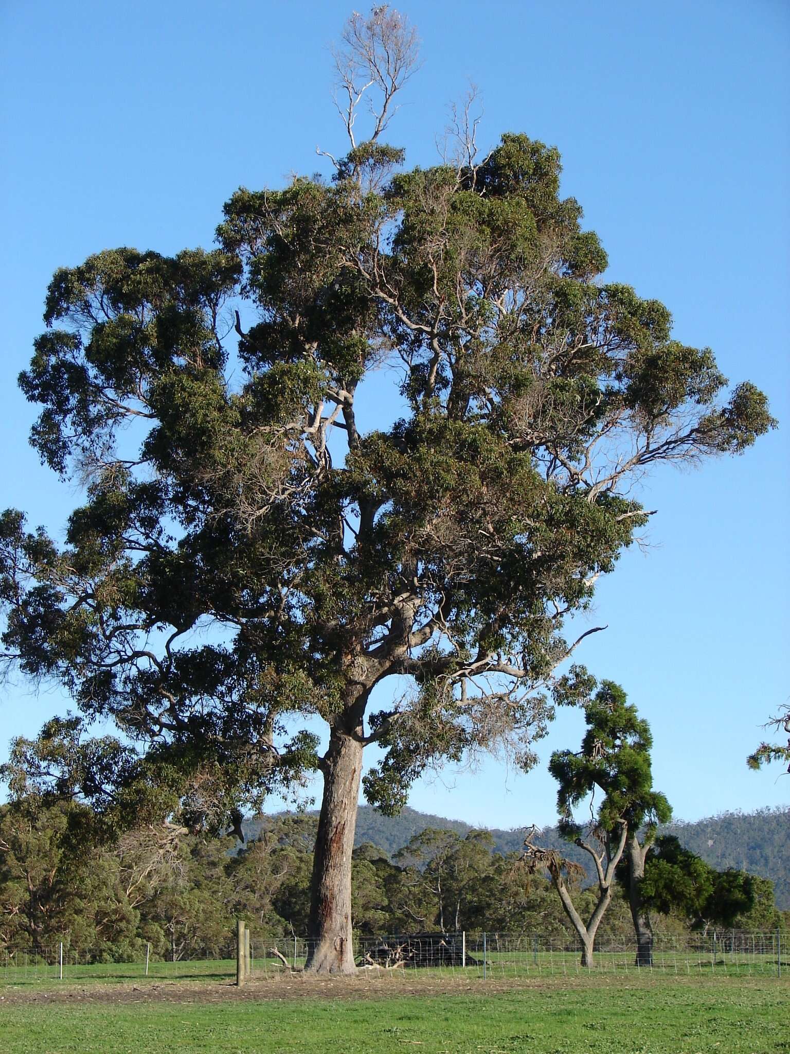 Sivun Corymbia calophylla (Lindl.) K. D. Hill & L. A. S. Johnson kuva