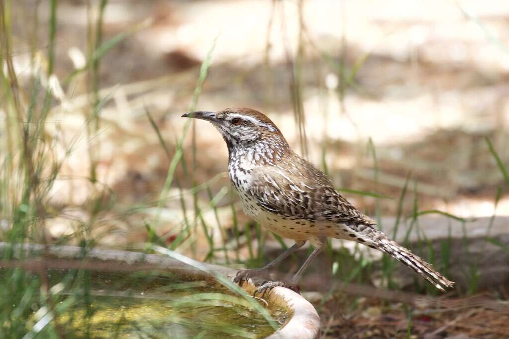 Image of Cactus Wren