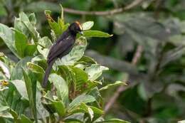 Image of Flame-crested Tanager