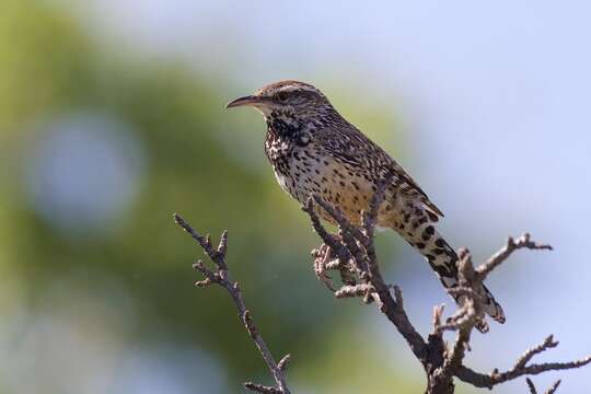 Image of Cactus Wren