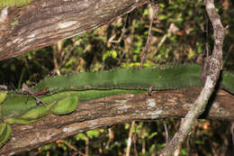 Plancia ëd Strophocactus