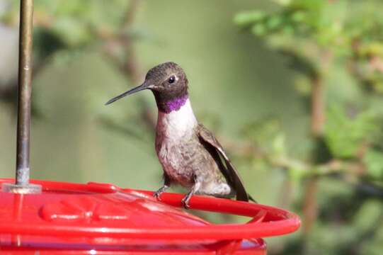 Image of Black-chinned Hummingbird