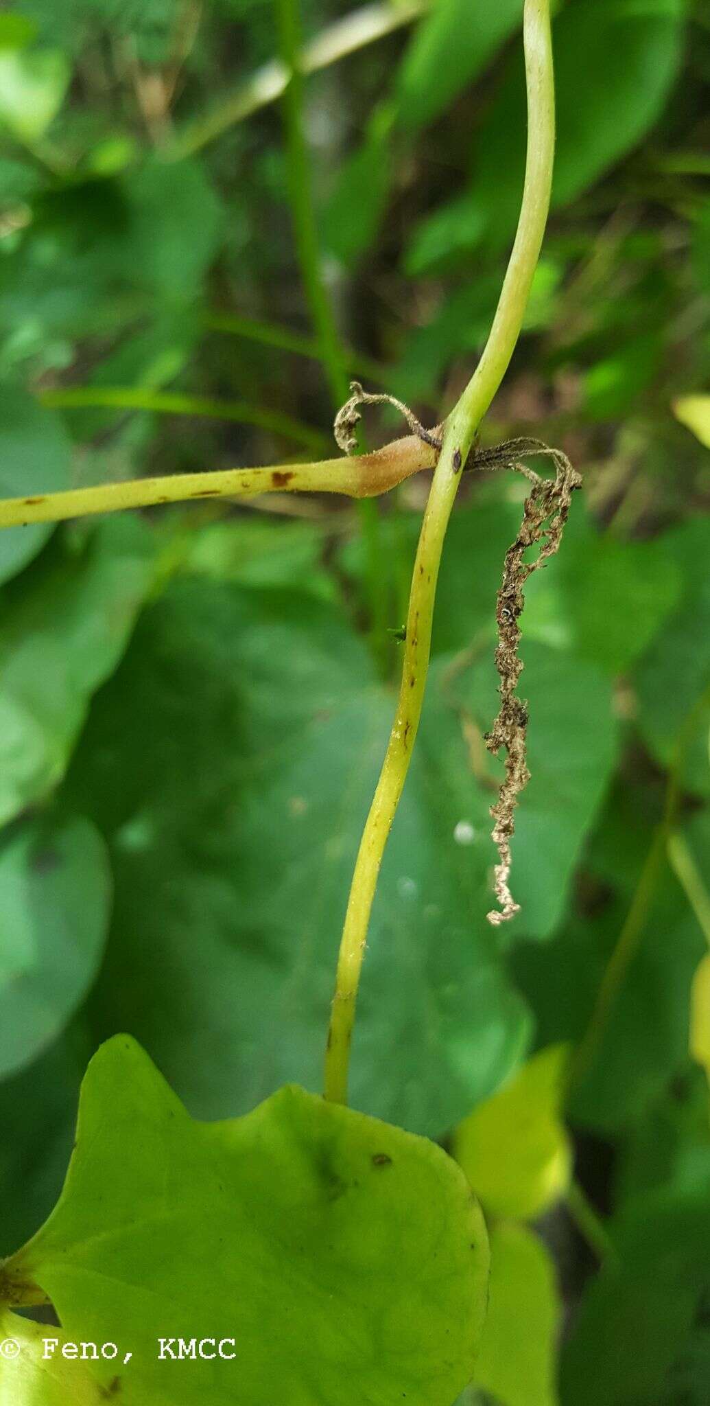 Image de Dioscorea quartiniana A. Rich.