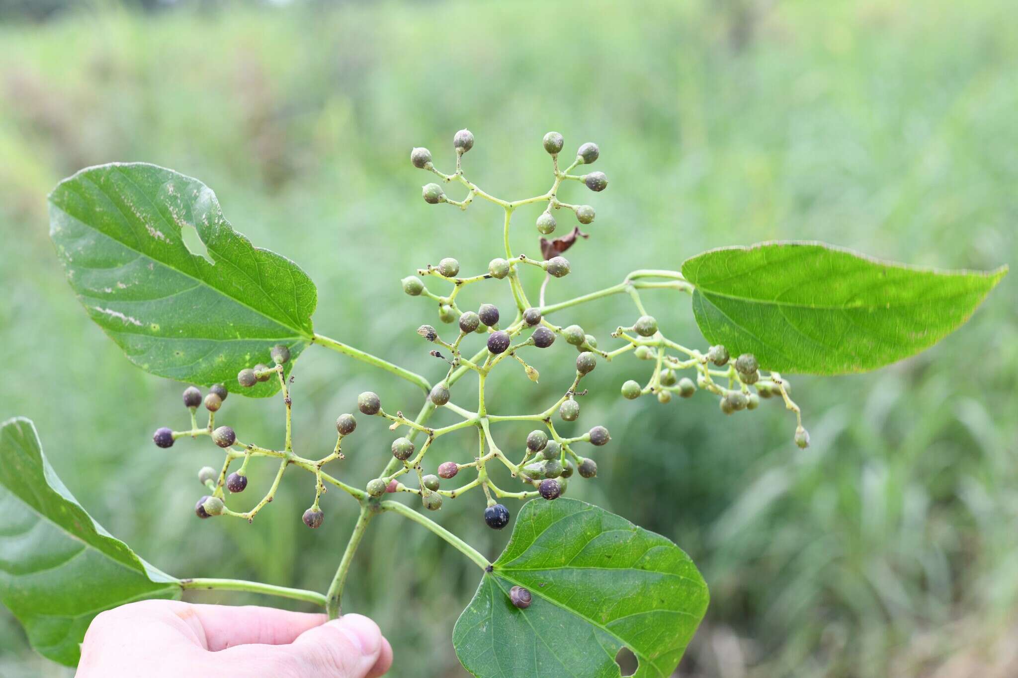 Image of Cissus verticillata subsp. verticillata