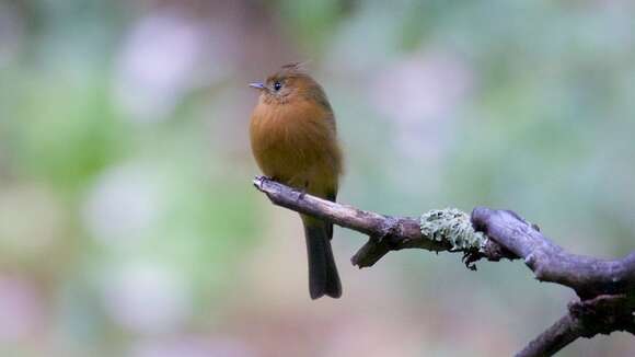 Image of Tufted flycatchers