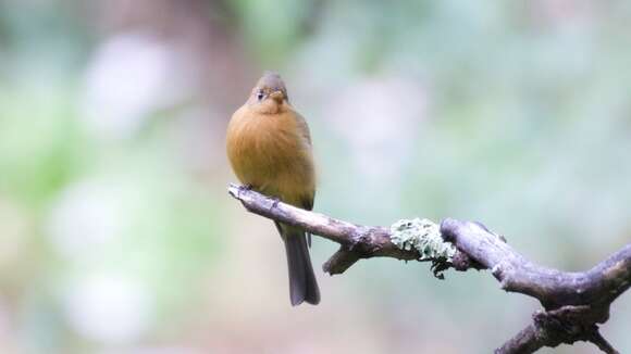 Image of Tufted flycatchers