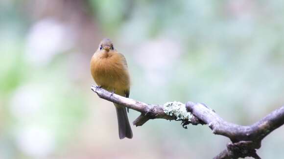 Image of Tufted flycatchers